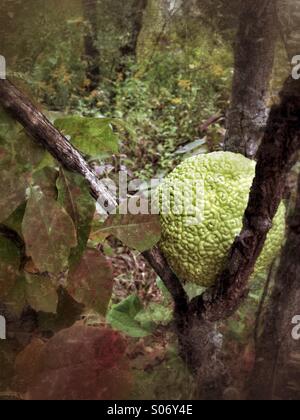 Ein Hedge-Apfel in einem Baum stecken. Stockfoto