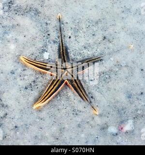 Ein Seestern im Sand am Strand von Florida. Stockfoto