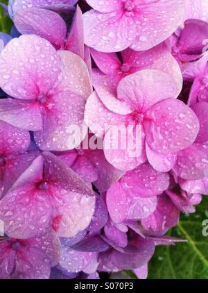 Regen auf Hortensie Blüte Stockfoto