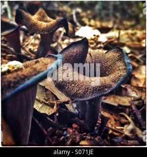 Tode Trompeten Pilze. Horn viel Craterellus Cornucopioides Fruchtkörper wachsen unter Blatt Wurf Wald New Forest El Maresme, Barceloba Provinz, Katalonien, Europa Stockfoto