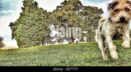 Hund läuft auf Kamera mit Bäumen im Hintergrund Stockfoto