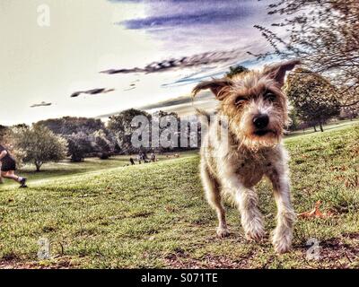 Hund läuft auf Kamera mit Jogger running out of Frame und Hund Wanderer im Hintergrund Stockfoto