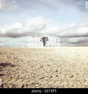 Einsamer Baum in der Mitte eines Feldes Stockfoto