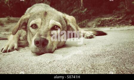 Fauler Hund Stockfoto