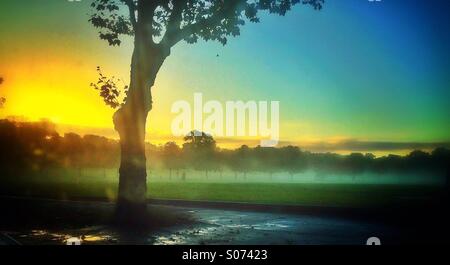 Ein nebliger Morgen auf Peckham Rye Stockfoto