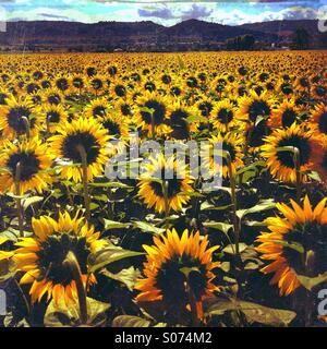 Bereich der riesigen gelben Sonnenblumen in voller Blüte im Sommer Oraison, Alpes-de-Haute-Provence, Provence-Alpes-Côte-d ' Azur, Frankreich Stockfoto