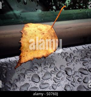 Ein Herbst Blatt an einem regnerischen Autofenster Stockfoto