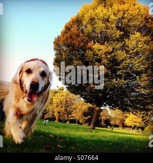 Hund läuft auf Kamera im Park mit Bäumen im Hintergrund Stockfoto