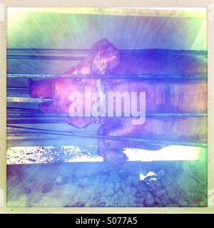 Schwein am Spieß geröstet. Stockfoto