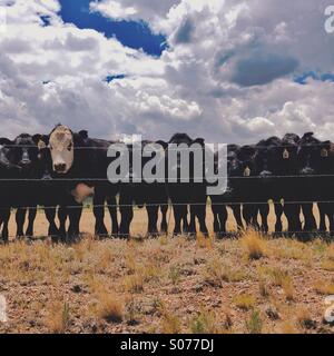 Reihe von Kühen Stockfoto