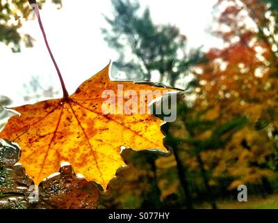 Blatt auf ein Fenster im Herbst Stockfoto