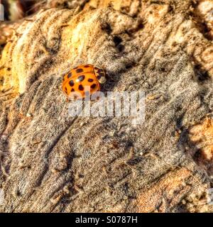 Ein Marienkäfer auf einem Wolfsmilch Pod. Stockfoto