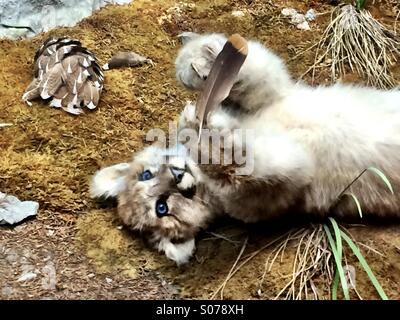 Junge Cougar spielen mit Feder aus dem Vogel zu töten. Stockfoto