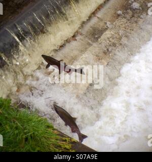 (Silber) Silberlachs, springen über Fälle auf Issaquah Creek, Washington State, USA, Oktober 2014 Stockfoto