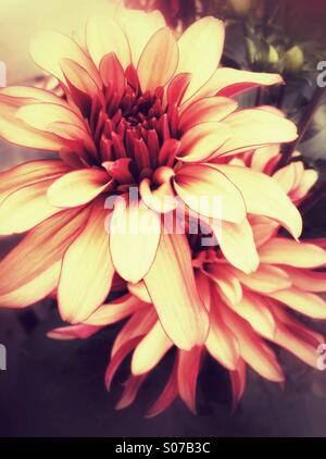 Orange Dahlie Blumen Stockfoto