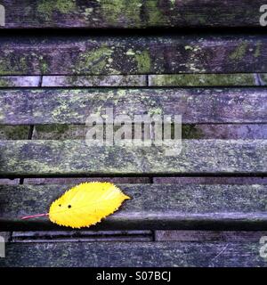 Gelbe Herbst Blatt auf Parkbank Stockfoto