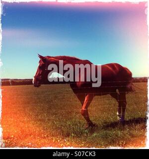 Pferd im Feld hinter Stacheldrahtzaun / England Stockfoto