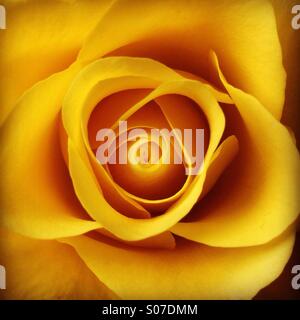 Gelbe rose Stockfoto