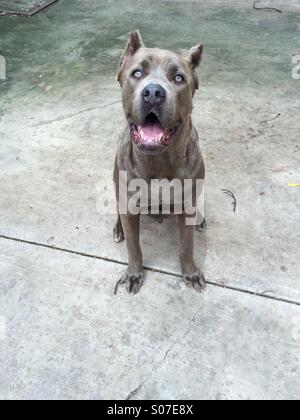 Cane Corso Welpen Stockfoto