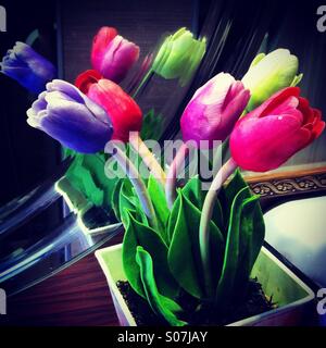 Bunte mehrfarbige Tulpen Blumen Stockfoto