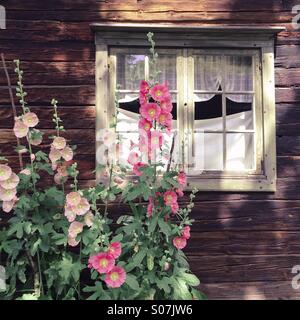 Rosa Stockrosen vor den alten Holzhaus und Fenster, Freiluftmuseum Skansen, Stockholm, Schweden Stockfoto