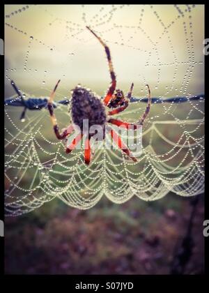 Sonnenaufgang, gebildet bunte Spinne und Netz mit Tautropfen, Erstellen einer glitzernden Seherlebnis entlang einem Strang von Stacheldraht. Stockfoto