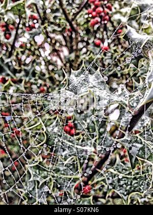 COB Web an Holly mit Tau bedeckt Stockfoto