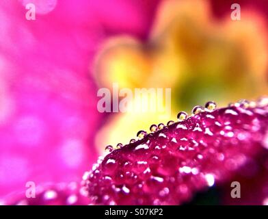 Tautropfen auf Primula Blütenblatt mit einer Blume Reflexion in jedem Stockfoto