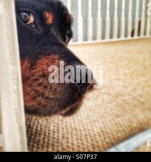 Rottweiler Hund gucken Stockfoto