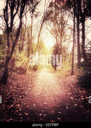 Weg durch einen herbstlichen Wald Stockfoto