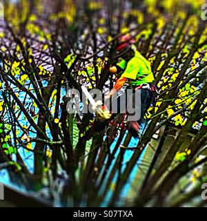 Holzfäller Stockfoto