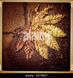 Herbst Blatt Stockfoto