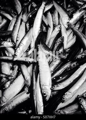 Sardellen und Sardinen Fisch in schwarz / weiß Stockfoto