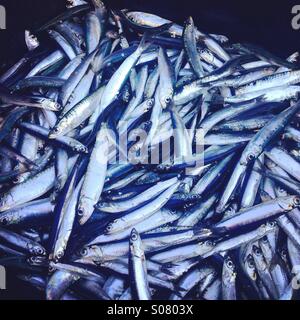 Viele kleine blaue Fisch Stockfoto