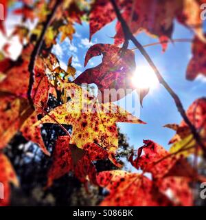 Blätter im Herbst Stockfoto