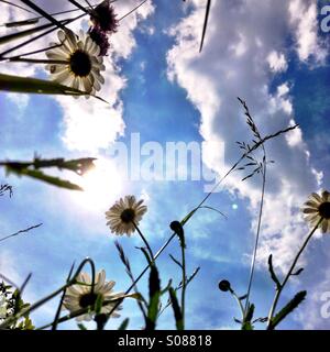 Gänseblümchen im Sonnenschein Stockfoto