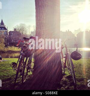 Fahrräder, stützte sich auf einen Baum im vondelpark Stockfoto