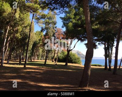 Ogliastro Marina Pinewood - Nationalpark Cilento - Castellabate-Italien Stockfoto