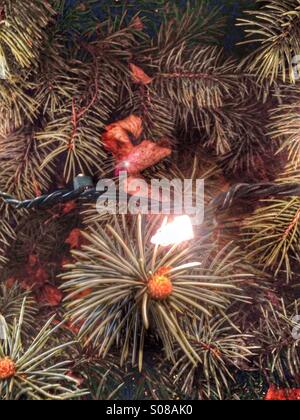 Eine Nahaufnahme der Weihnachtsbeleuchtung, aufgereiht auf einem Outdoor-Baum. Stockfoto