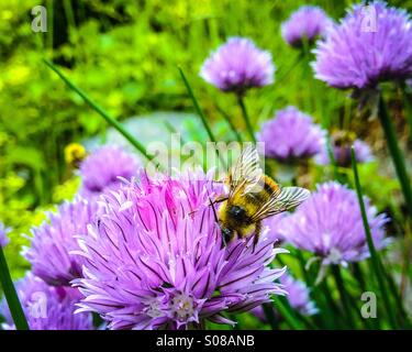 Hummel auf lila Blüten, mit anderen schwach im Hintergrund. Stockfoto