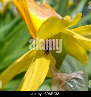 Marienkäfer auf eine Narzisse Stockfoto