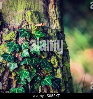 Efeu, der Stamm eines Baumes aufwachsen. Hoher Kontrast Stockfoto