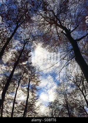 Herbstliche Landschaft im Park Sonsbeek Stockfoto