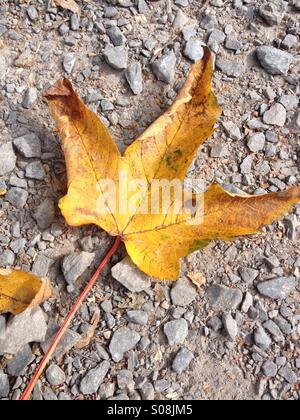 Herbst Blatt auf steinigen Boden Stockfoto