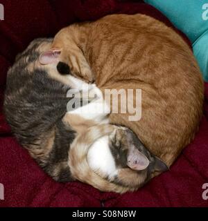 Zwei Katzen in einer symmetrischen Weise schlafen Stockfoto