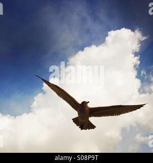 Ein Seagul fliegen oben mit Wolken im Hintergrund. Manhattan Beach, Kalifornien USA. Stockfoto