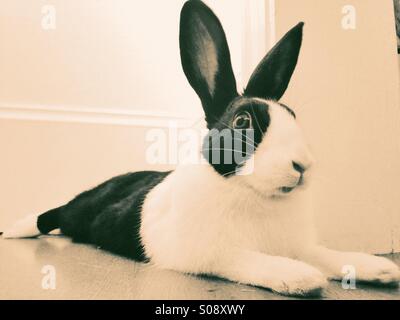 Black And White bunny Stockfoto
