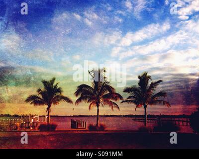 Drei Palmen am Fluss Manatee in Palmetto Florida bei Sonnenuntergang. Stockfoto