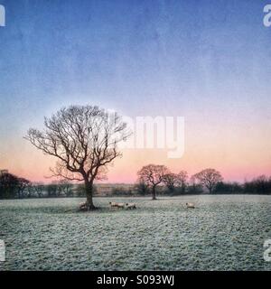 Schafe im frostigen Bereich bei Sonnenaufgang Stockfoto