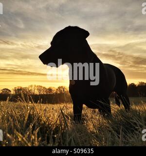 Labrador-silhouette Stockfoto